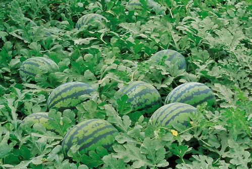 扶疏瓜怎么吃,解锁夏日清新美味