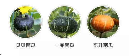 吃瓜群众的瓜是指什么瓜