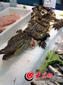 鳄鱼头像吃瓜,揭秘网络热点的背后故事