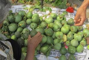 乡下聚集吃瓜,聚集吃瓜，共享乡村欢乐时光