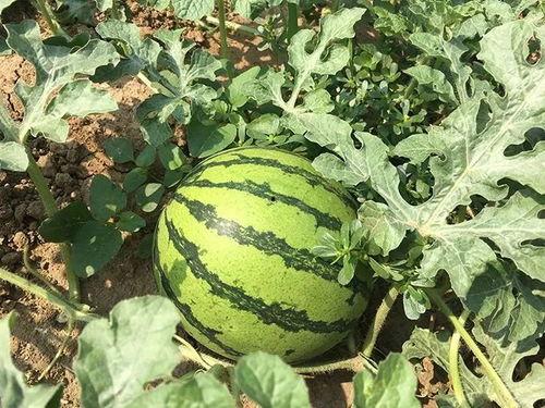 远古时期吃瓜图片,远古时期人类食瓜生活的画卷