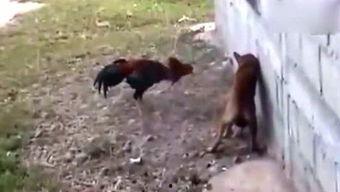 08吃瓜侠,揭秘网络红人的崛起与影响