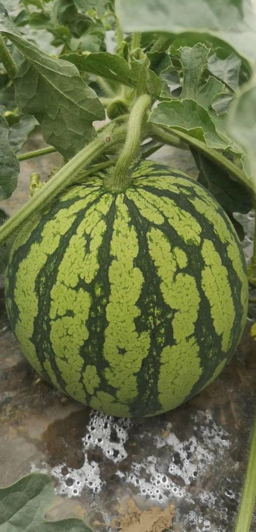 吃瓜视频群众必看,揭秘热门视频背后的真相与笑料