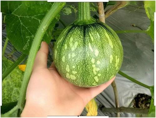 小玩家吃瓜,揭秘娱乐圈幕后真相