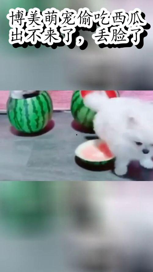 萌宠吃瓜,欢乐无限，萌态百出