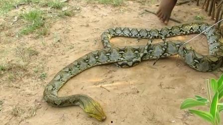 大花蟒吃瓜,瓜果盛宴