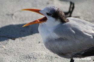 梦见别人拿着白瓜吃