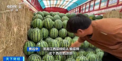 北戴河吃瓜比赛,吃瓜大赛欢乐盛启